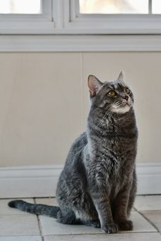 a grey cat sitting against a bright wall