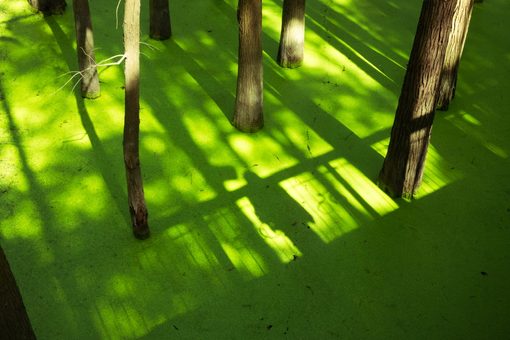 bare trunks rising out of bright green water