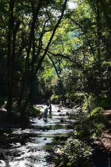 people wading in a shallow stream in backlit woods