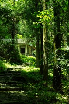 stone steps through a green forest