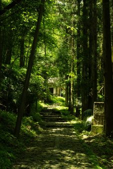 a stone path climbing to a house among tall cedars